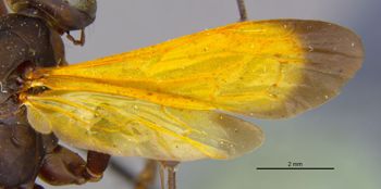 Media type: image;   Entomology 15803 Aspect: wing